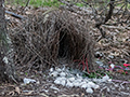 Great Bowerbird Bower, Mt Carbine Caravan Park, Australia