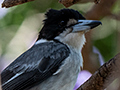 Gray Butcherbird, Australian/Tasmanian Endemic, Dowse Lagoon, Sandgate, Australia