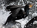 Great Cormorant, Bruny Island, Tasmania