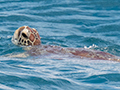 Green Turtle, Great Barrier Reef Boat to Michaelmas Cay, Australia