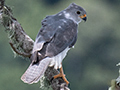 Gray Goshawk, Australian/Tasmanian Endemic, O'Reilly's Rainforest Retreat, Australia