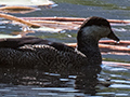 Green Pygmy Goose, Cattana Wetlands, Australia