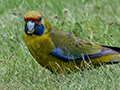 Green Rosella, Adventure Bay, Bruny Island, Tasmania