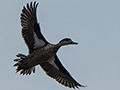 Gray Teal, Clandulla Cottages Dam, Australia