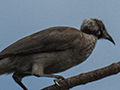 Hemeted Friarbird, Les Davie Park, Cairns, Australia