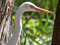 Intermediate Egret, Dowse Lagoon, Sandgate, Australia