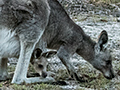 Gray Kangaroo With Joey, Giraween Environmental Lodge, Australia