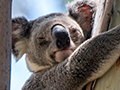 Koala, Nandeebie Park in Cleveland, Australia