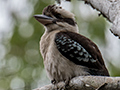 Laughing Kookaburra, Cairns Botanic Gardens and Les Davie Park, Cairns, Australia