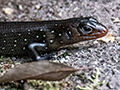 Land Mullet, O'Reilly's Rainforest Retreat, Australia