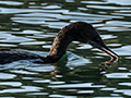 Little Black Cormorant, Cairns Botanic Gardens, Cairns, Australia and Lake Barrine, Crater Lakes NP, Australia