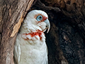 Long-billed Corella, Australian/Tasmanian Endemic, Bruny Island, Tasmania