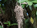 Large-billed Gerygone Nest, Daintree River Cruise, Australia