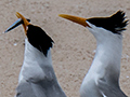 Lesser Crested Tern, Michaelmas Cay, Australia