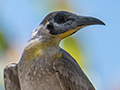 Little Friarbird, Barron River, Australia