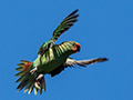 Little Lorikeet, Australian/Tasmanian Endemic, Old Wallengarra Road, Australia