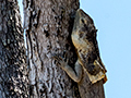 Frilled Lizard, Barron River, Australia