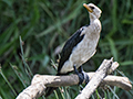 Little Pied Cormorant, Daintree River Cruise, Australia