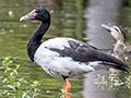 Magpie Goose, Cairns Botanic Gardens, Cairns, Australia