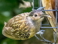 Macleay's Honeyeater, Australian Endemic, Kingfisher Park Birdwatchers Lodge, Julatten