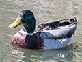 Mallard, Gould's Lagoon, Tasmania