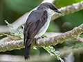 Mangrove Robin, Cairns Esplanade, Cairns, Australia