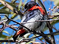 Mistletoebird, Mosquito Creek Road, Australia