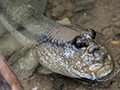 Mudskipper, Cairns Botanic Garden, Cairns, Australia