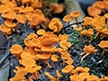 Mushrooms, Booyong Boardwalk, O'Reilly's Rainforest Retreat, Australia