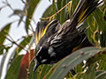 New Holland Honeyeater, Australian/Tasmanian Endemic, Inata Reserve, Bruny Island, Tasmania