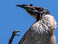 Noisy Friarbird, Inglewood, Australia