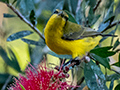 Olive-backed Sunbird, Kingfisher Park Birdwatchers Lodge, Julatten