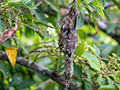 Olive-backed Sunbird Nest, Daintree River Cruise, Australia