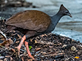 Orange-footed Scrubfowl, Cairns Botanic Gardens, Cairns, Australia