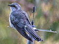 Pallid Cuckoo, Bruny Island, Tasmania