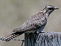 Pallid Cuckoo, Lake Coolmunda, Australia