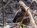 Tasmanian Pademelon, Inata Reserve, Bruny Island, Tasmania