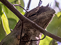 Papuan Frogmouth, Cairns Botanic Gardens, Cairns, Australia