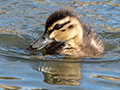 Pacific Black Duck Ducklings, Tasmania