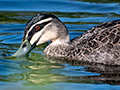 Pacific Black Duck, Coombabah Lakelands, Australia