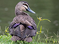 Pacific Black Ducko, Cairns Botanic Garden, Cairns, Australia