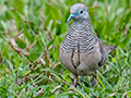 Peaceful Dove, Cairns Botanic Garden, Cairns, Australia