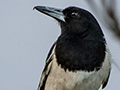 Pied Butcherbird, Australian Endemic, Kamarun Lookout, Lamington NP, Australia