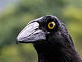 Pied Currawong, Australian Endemic, O'Reilly's Rainforest Retreat, Australia