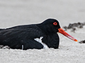 Nesting Pied Oystercatcher, Adventure Bay, Bruny Island, Tasmania