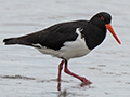 Pied Oystercatcher, Adventure Bay, Bruny Island, Tasmania