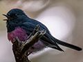 Pink Robin, Australian/Tasmanian Endemic, Mt Field NP, Tasmania