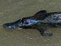 Platypus in Peterson Creek at Yungaburra, Australia