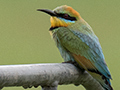 Rainbow Bee-eater, Cairns Botanic Gardens, Cairns, Australia