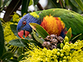 Rainbow Lorikeet, Bay Village Tropical Retreat and Les Davie Park, Cairns, Australia